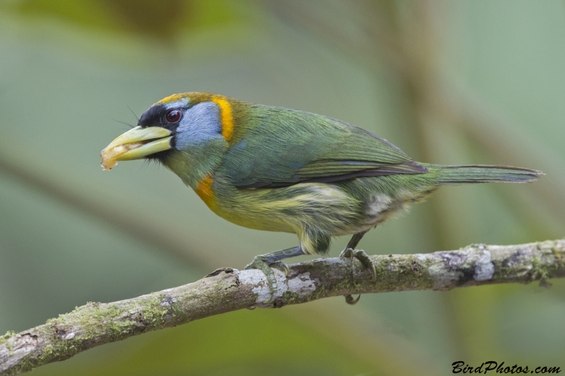 Red-headed Barbet