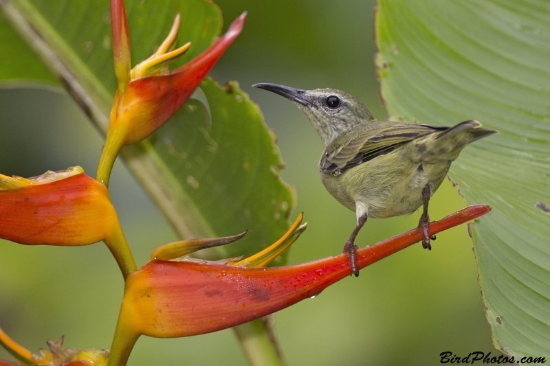 Red-legged Honeycreeper