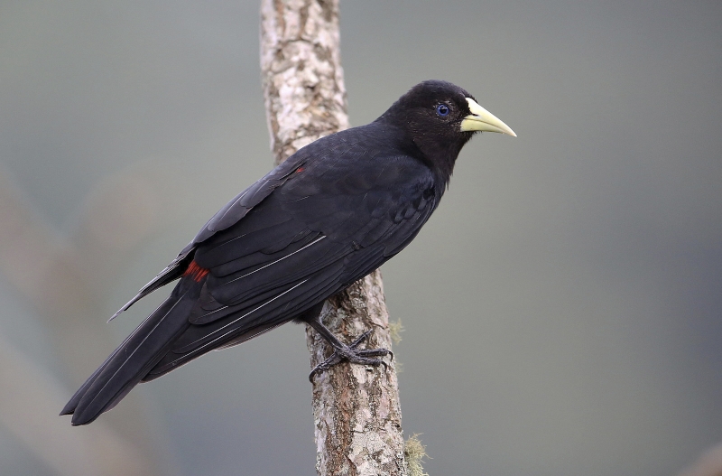 Red-rumped Cacique