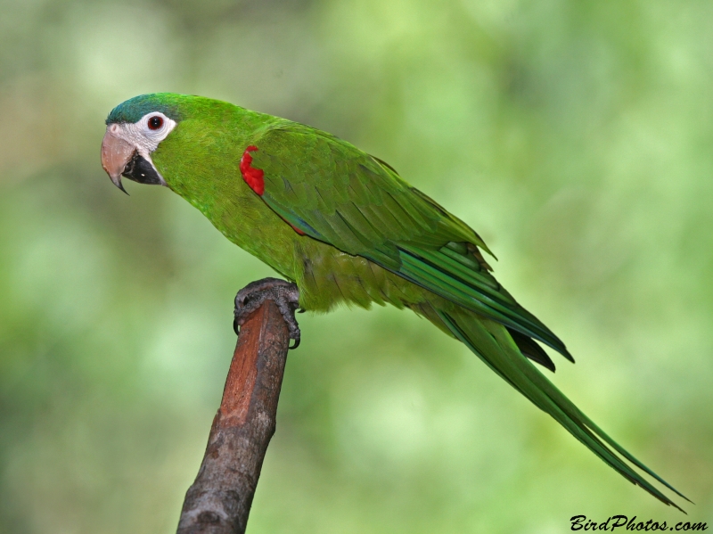 Red-shouldered Macaw