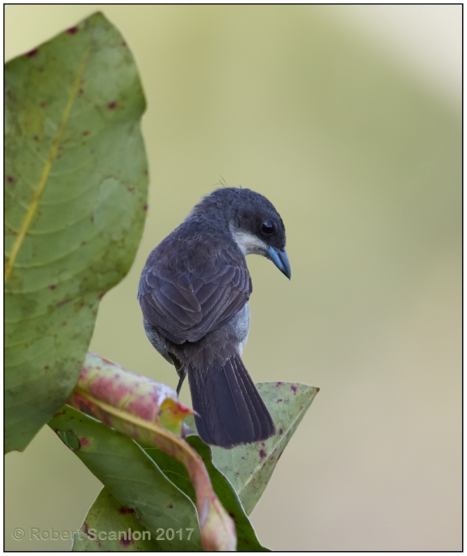 Red-shouldered Tanager