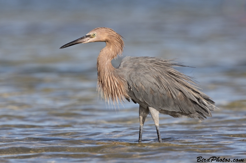 Reddish Egret