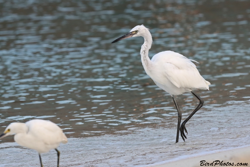 Reddish Egret