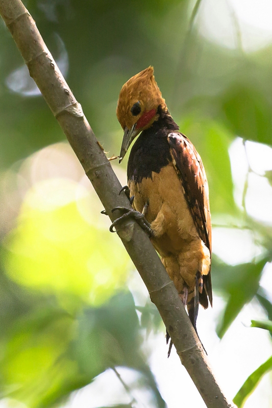 Ringed Woodpecker