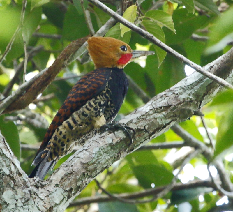 Ringed Woodpecker