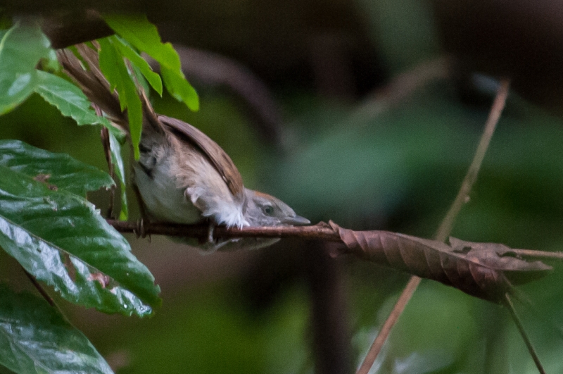 Rio Orinoco Spinetail