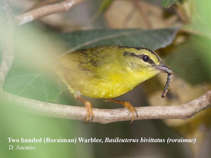 Roraiman Warbler