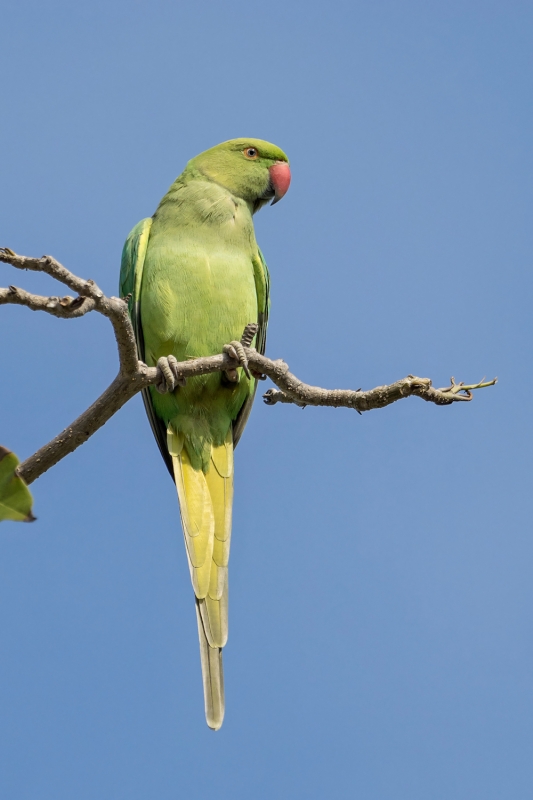 Rose-ringed Parakeet