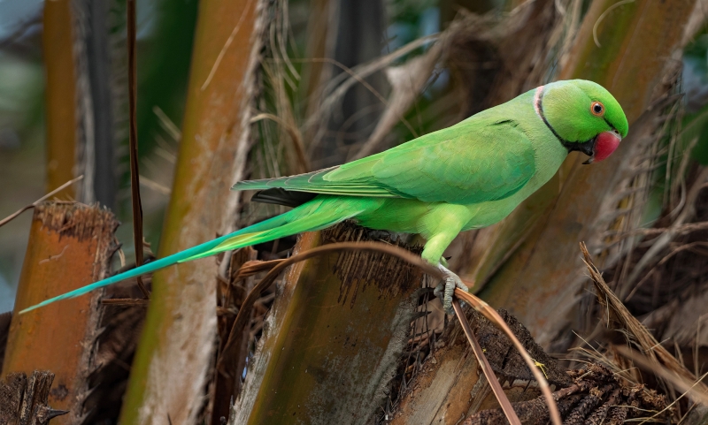 Rose-ringed Parakeet