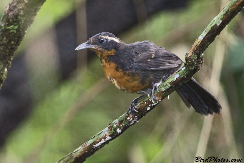 Rosy Thrush-tanager