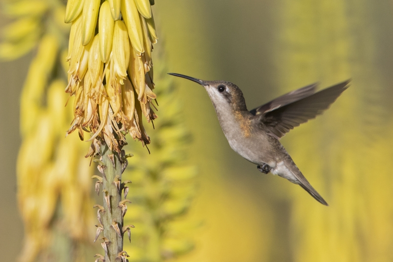 Ruby-topaz Hummingbird