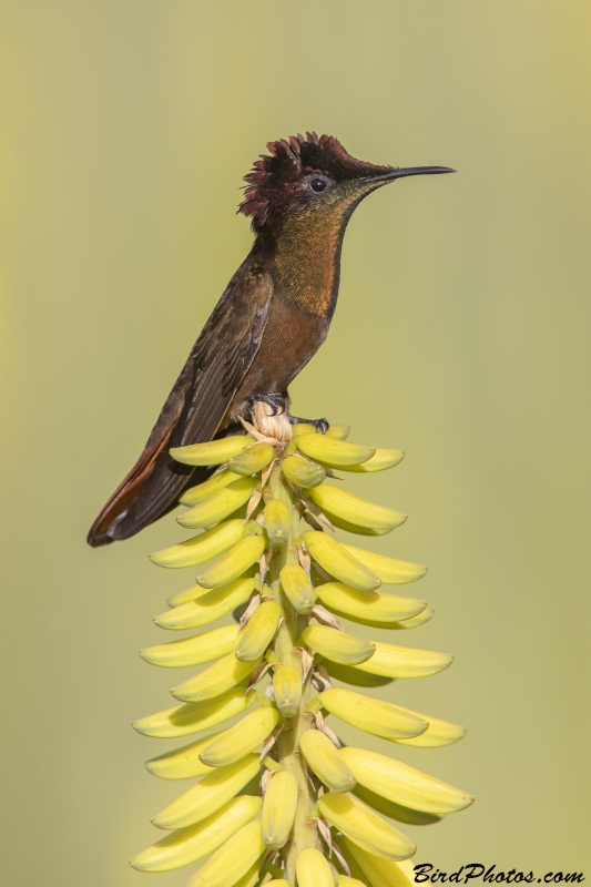 Ruby-topaz Hummingbird