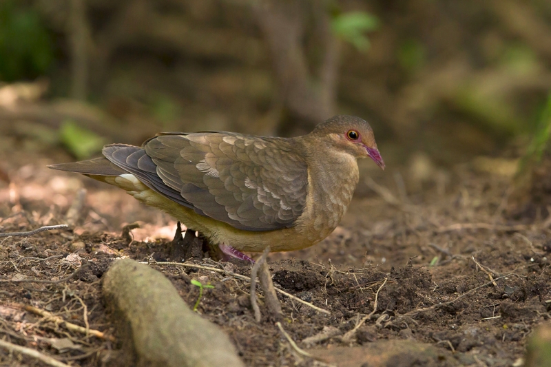 Ruddy Quail-Dove