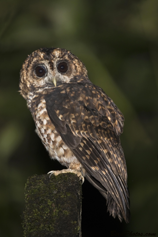 Rufous-banded Owl