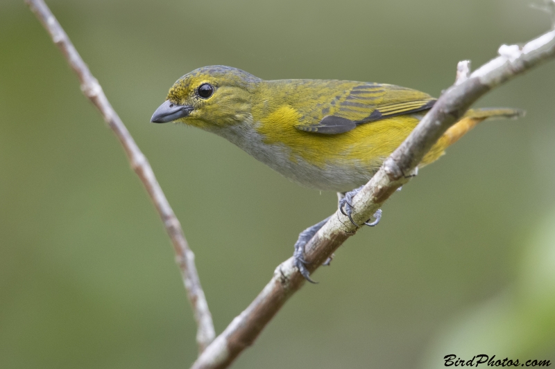 Rufous-bellied Euphonia