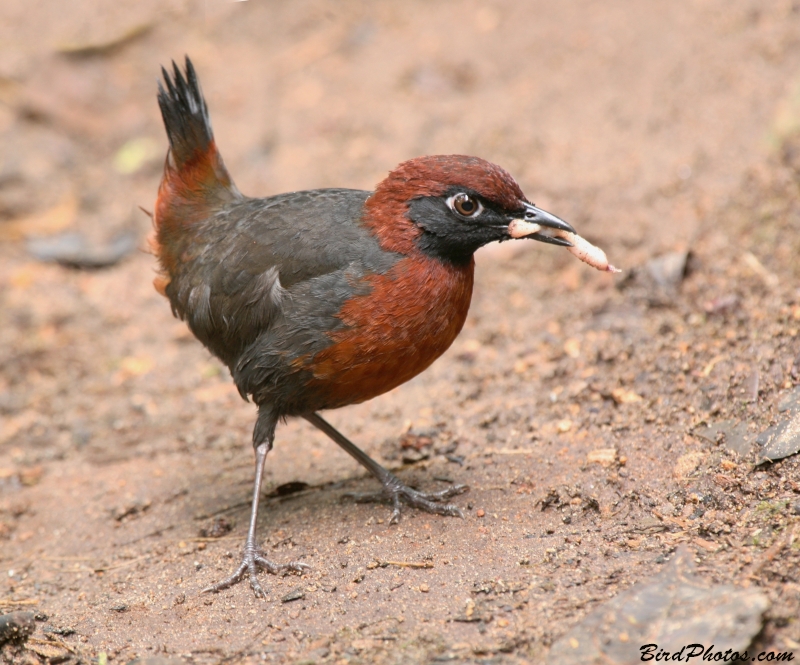 Rufous-breasted Antthrush