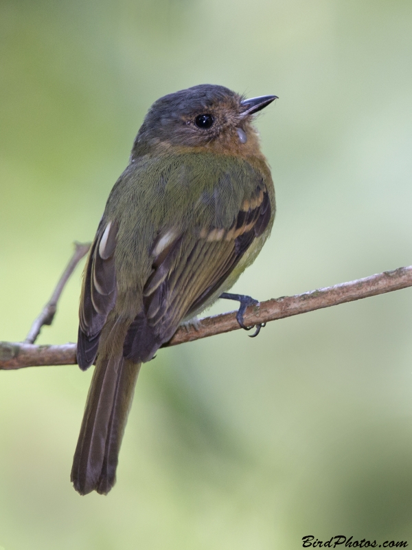 Rufous-breasted Flycatcher