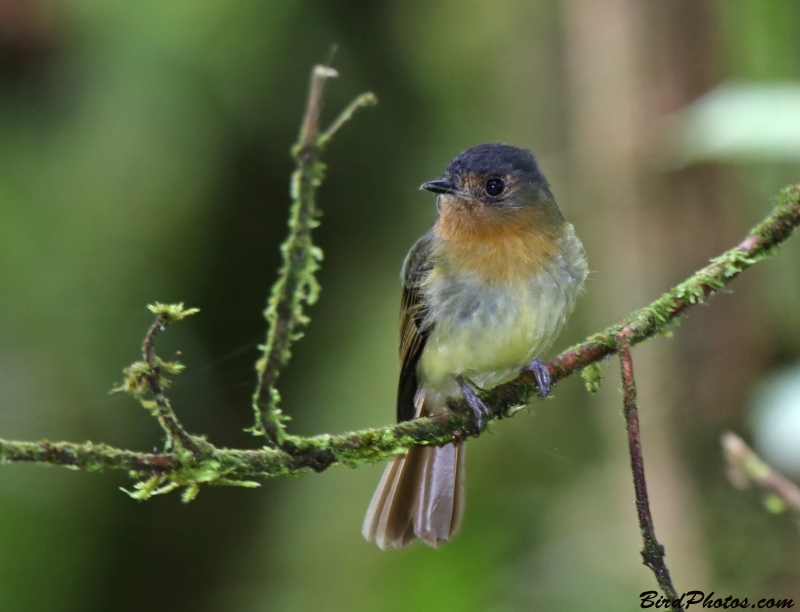 Rufous-breasted Flycatcher