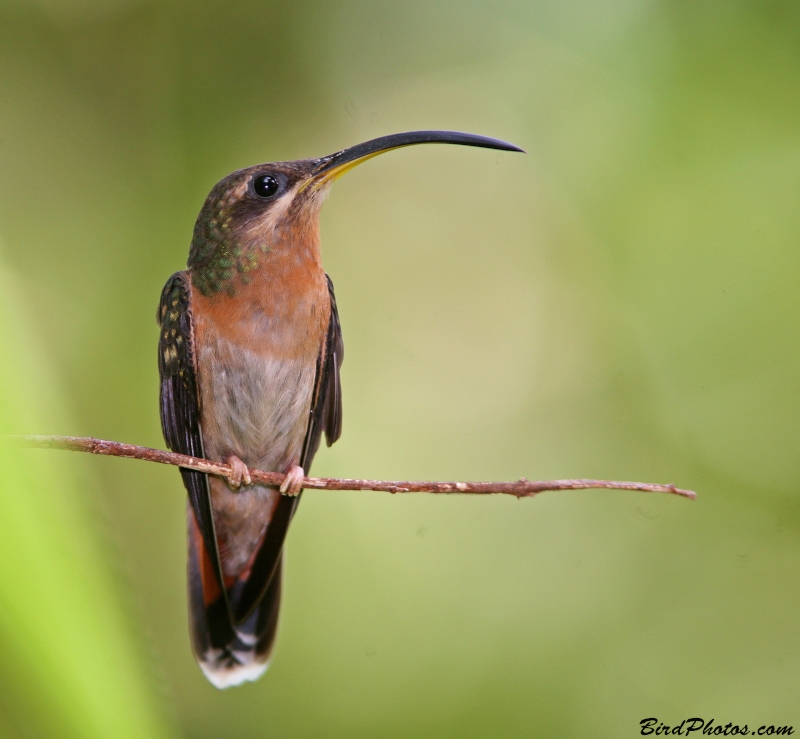 Rufous-breasted Hermit