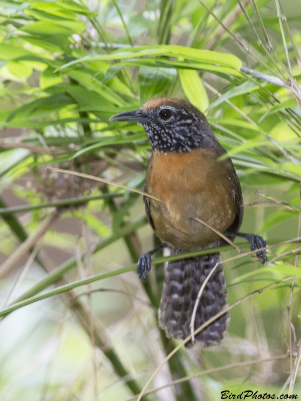 Rufous-breasted Wren