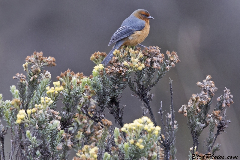 Rufous-browed Conebill