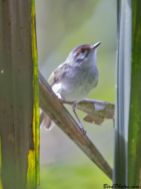 Rufous-browed Tyrannulet