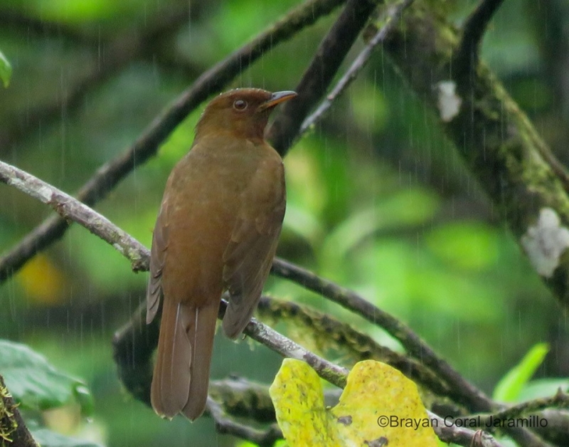 Rufous-brown Solitaire