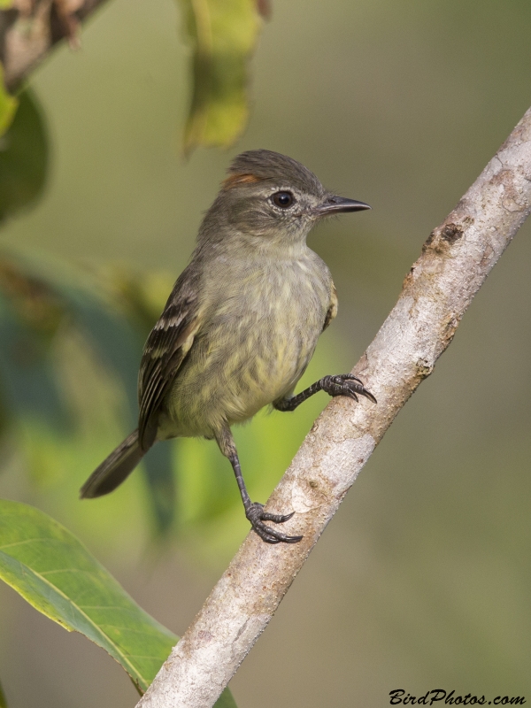 Rufous-crowned Elaenia