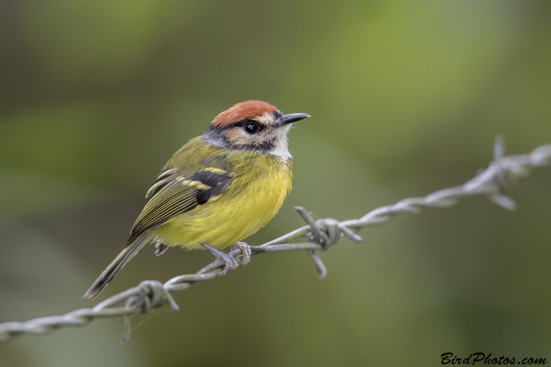 Rufous-crowned Tody-Flycatcher