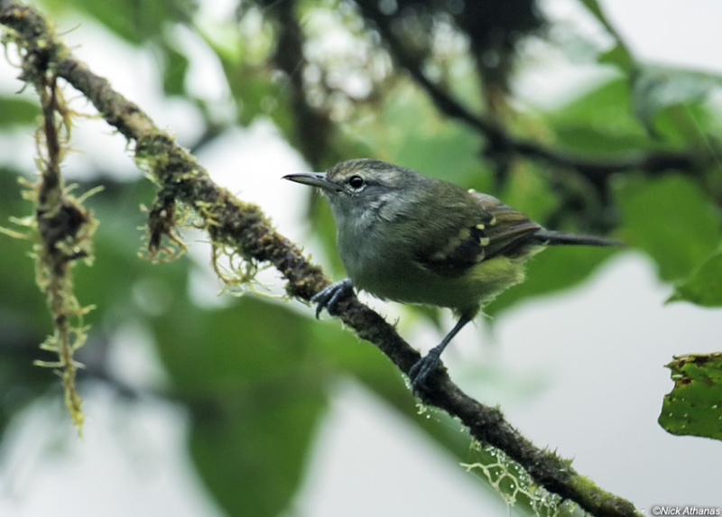 Rufous-rumped Antwren