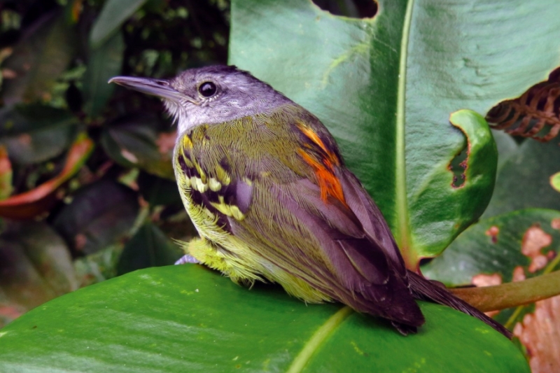 Rufous-rumped Antwren