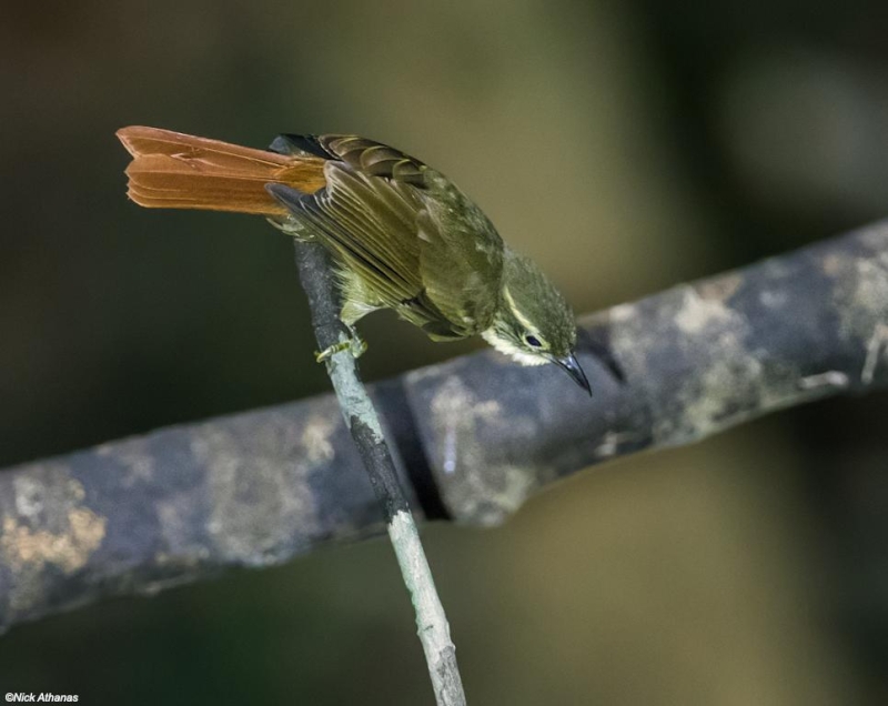 Rufous-rumped Foliage-gleaner