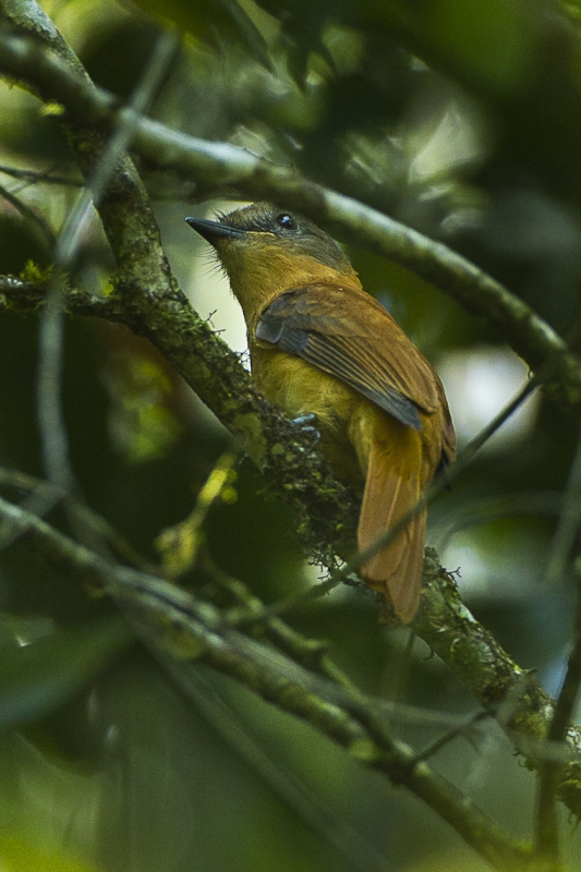 Rufous-tailed Attila