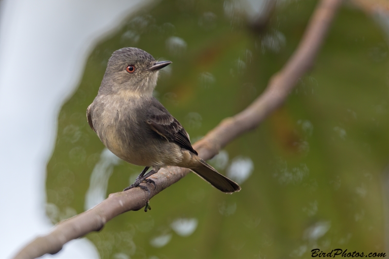 Rufous-tailed Tyrant