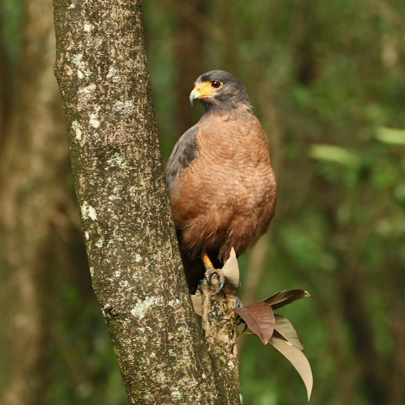 Rufous Crab Hawk