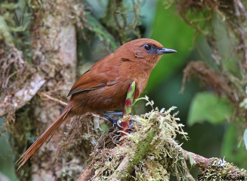 Rufous Spinetail