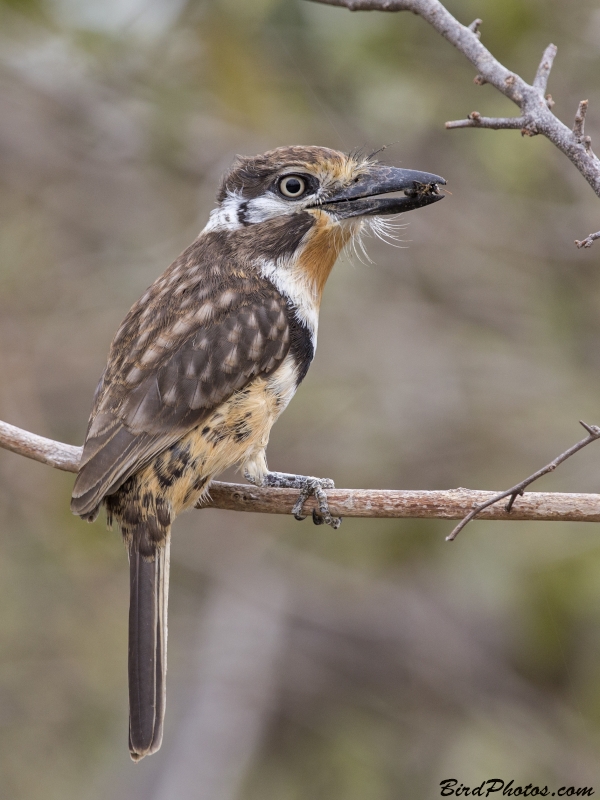 Russet-throated Puffbird