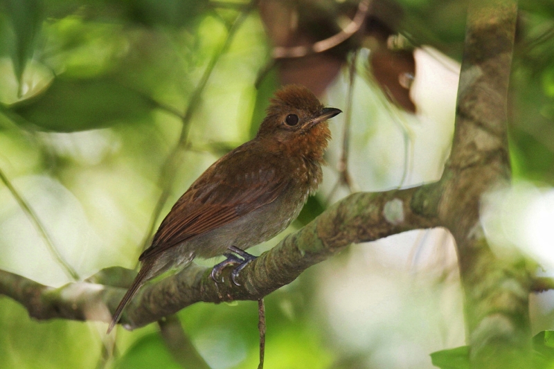 Russet-winged Schiffornis