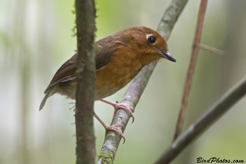 Rusty-breasted Antpitta