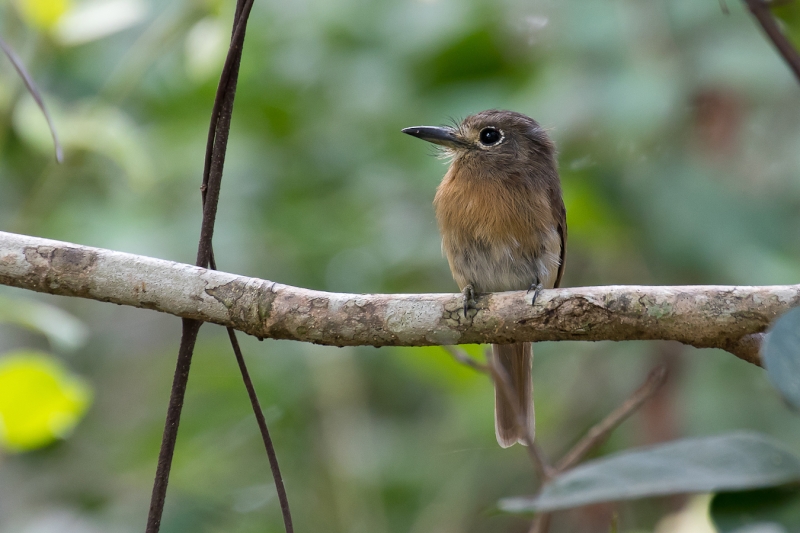 Rusty-breasted Nunlet