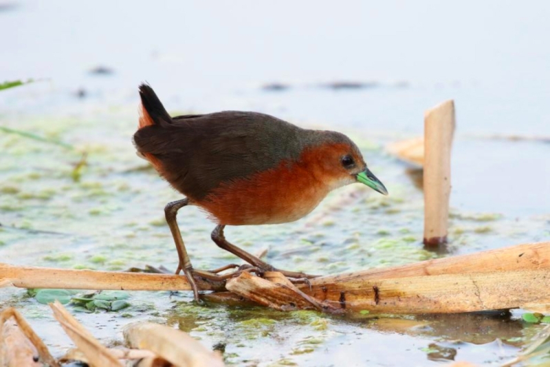 Rusty-flanked Crake