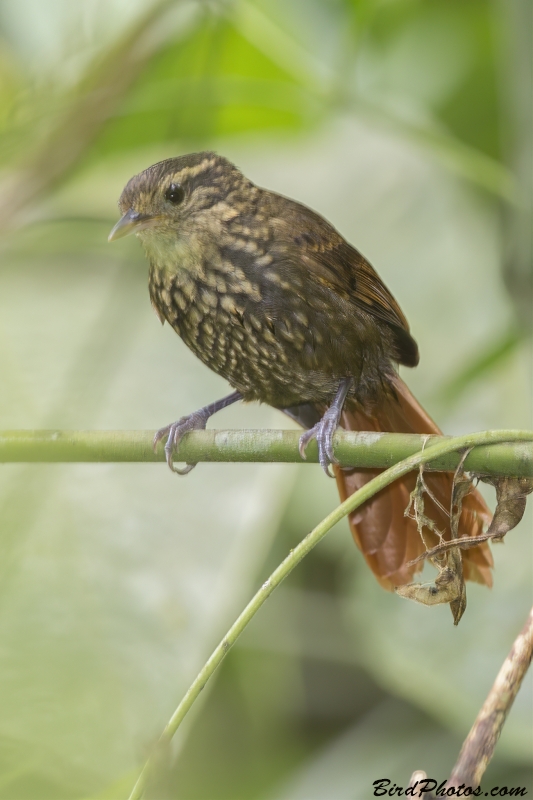 Rusty-winged Barbtail