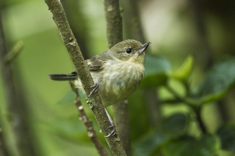 Rusty Flowerpiercer