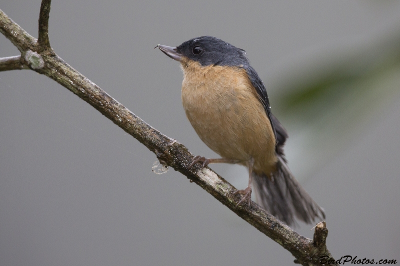 Rusty Flowerpiercer