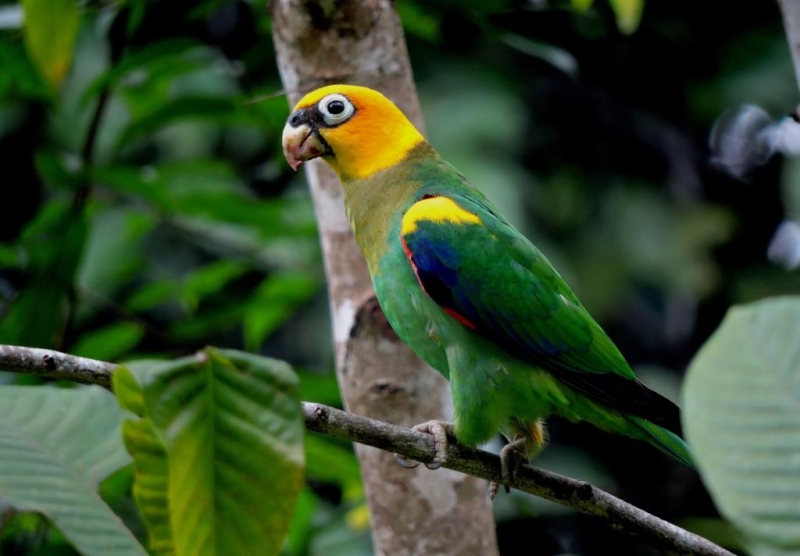 Saffron-headed Parrot