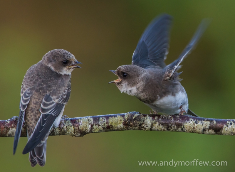 Sand Martin