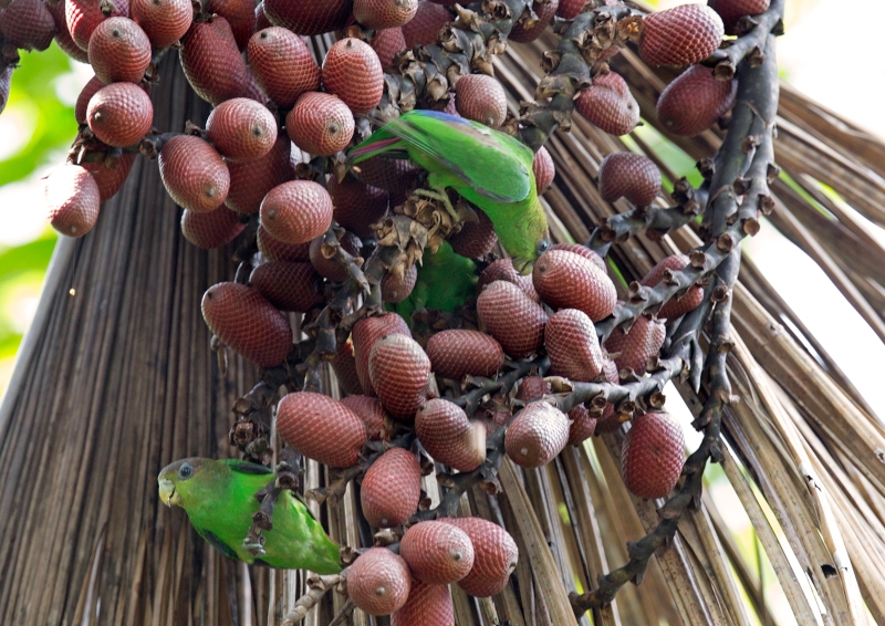 Sapphire-rumped Parrotlet