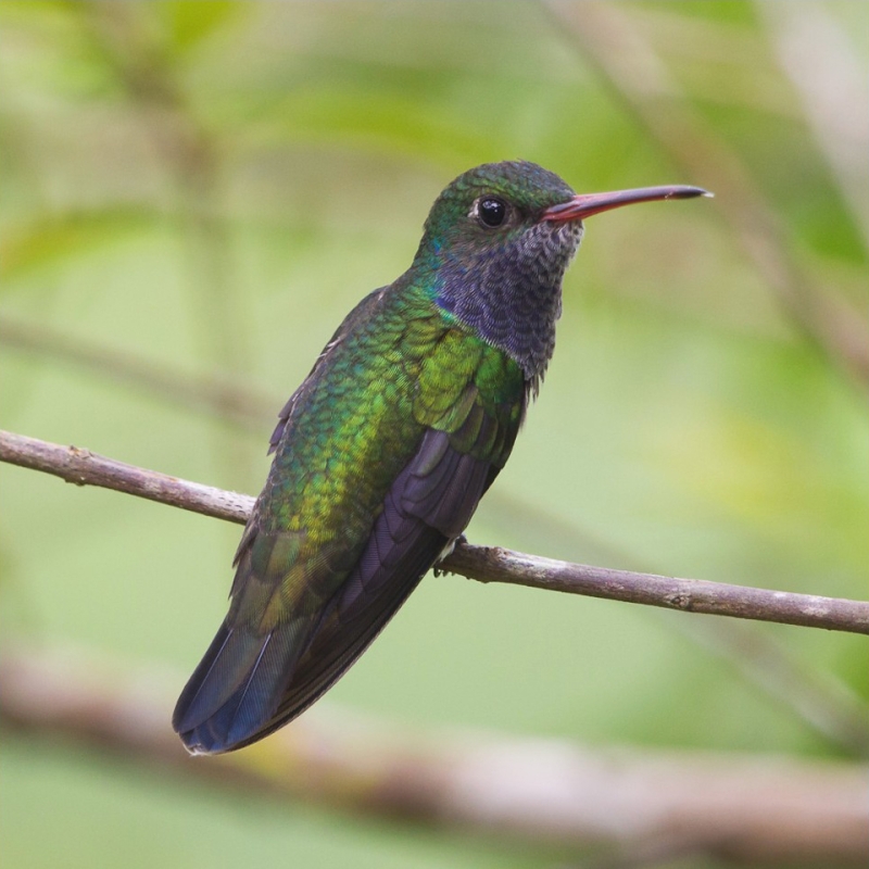 Sapphire-spangled Emerald