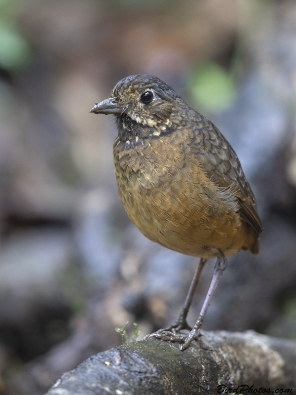 Scaled Antpitta