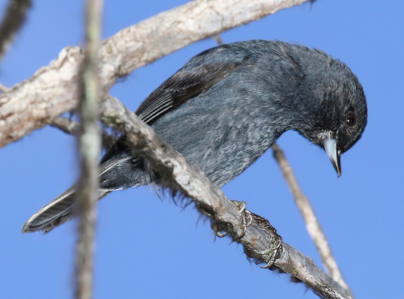 Scaled Flowerpiercer